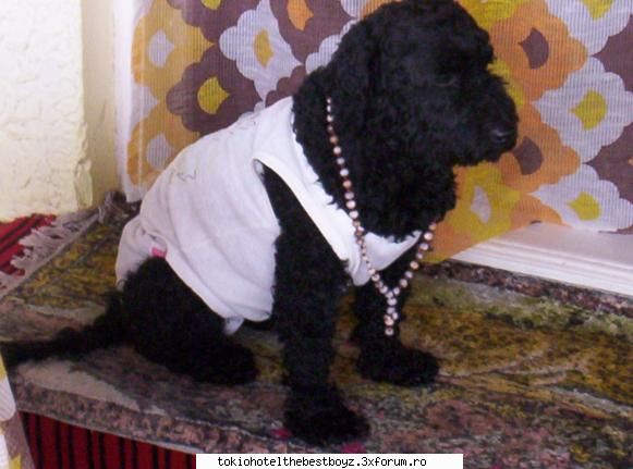 cutzu meo :limba: catzei funny...