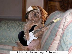 catzei funny... [img]