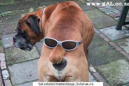 catzei funny...