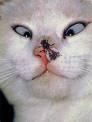 catzei funny...